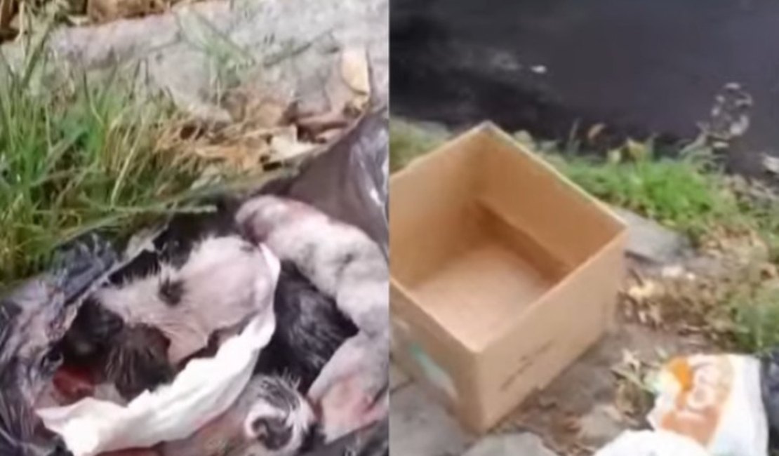 Cinco filhotes de gatos são achados em sacola de lixo amarrada em Maceió