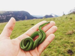 Motociclista aciona bombeiros após encontrar cobra dentro de veículo