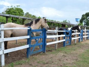 Cavalos encantam com beleza e performance em Arapiraca