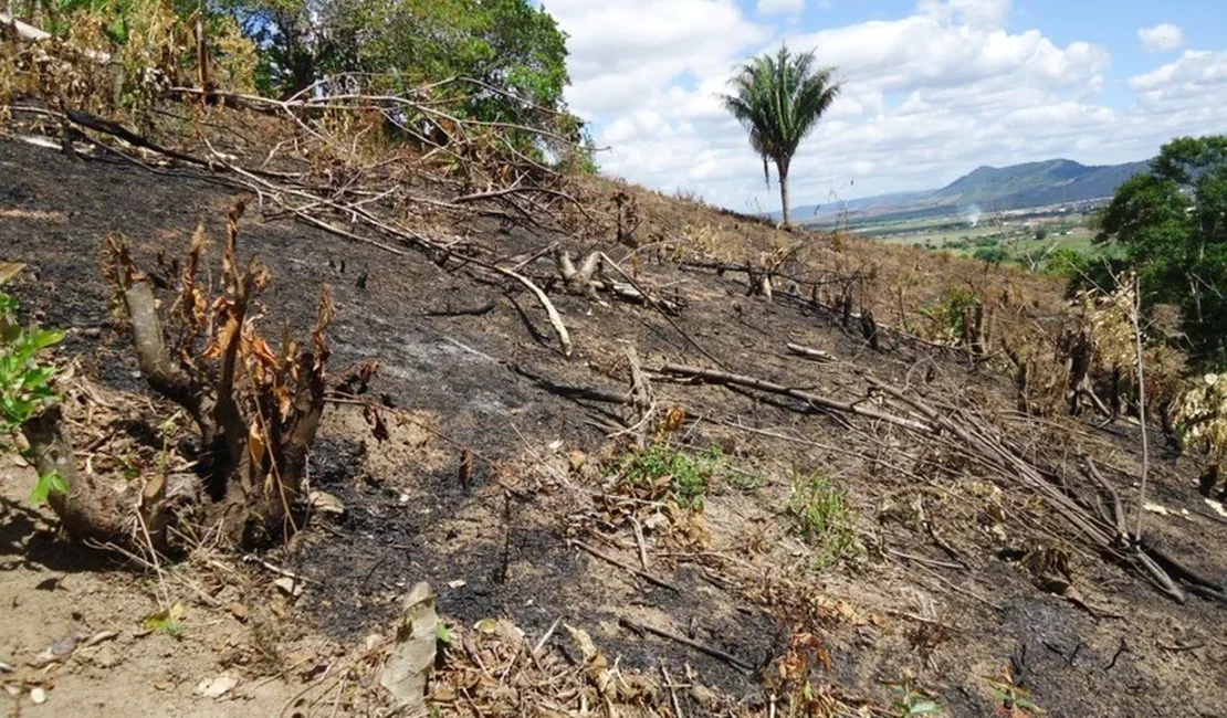 Alagoas e Sergipe são os únicos estados que não registraram incêndios florestais em 48h