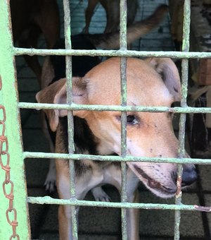 Vigilância em Zoonoses resgata animais abandonados em clínica veterinária