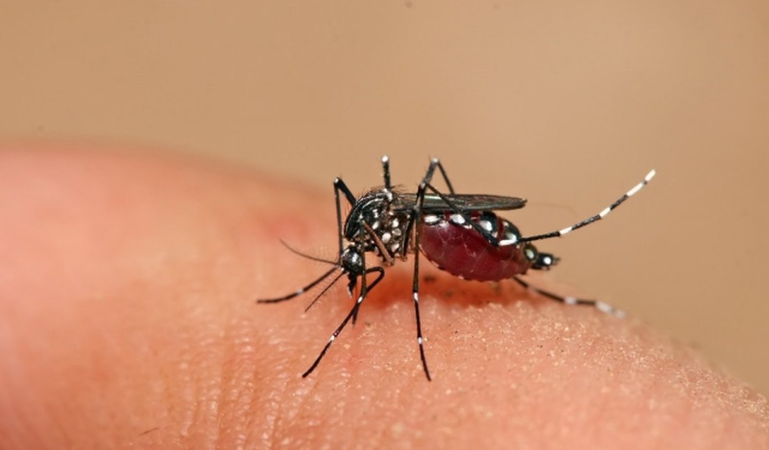 Vírus zika consegue ultrapassar a placenta