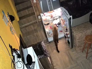 Quati invade casa em Petrópolis, abre geladeira e é flagrado por câmeras após aumento na conta de luz