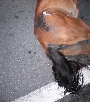 Cavalo morre após colisão com dois homens em uma moto