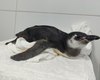 Se perdeu? Veja por que um pinguim acabou encalhado na Praia do Gunga