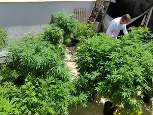 Brasil atingiu a marca de 672 mil pacientes que se tratam com cannabis