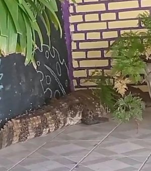 [Vídeo] Jacaré invade casa e assusta moradores em Marechal Deodoro; BPA é acionado
