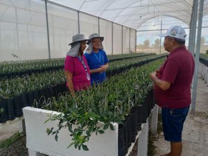 Adeal certifica viveiro de mudas de citros em Arapiraca