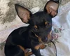 Delegado Leonam faz apelo para localizar cachorro desaparecido em Arapiraca