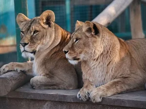 Zoológico de Kharkiv deve sacrificar leões, tigres, ursos e outros animais por causa da guerra