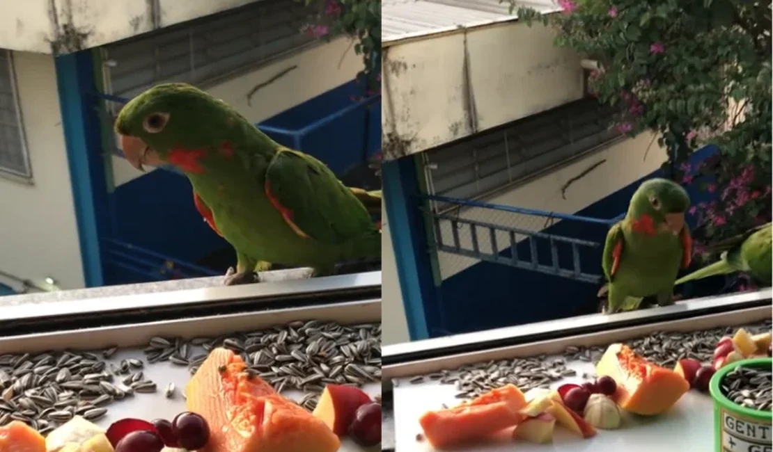 [Vídeo] Mulher faz janela de apartamento um refúgio para pássaros e viraliza com gesto de carinho