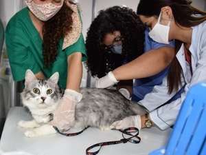 Animais da região do Pinheiro são vacinados contra a raiva