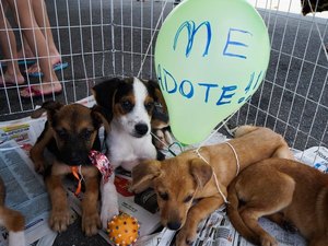 Dia do Amigo PET acontece no próximo sábado em Arapiraca