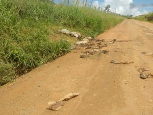 [Vídeo] Em Arapiraca, moradores denunciam descarte de restos de animais em estrada