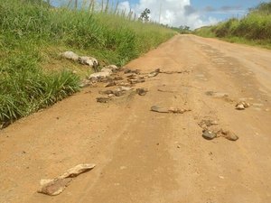 [Vídeo] Em Arapiraca, moradores denunciam descarte de restos de animais em estrada