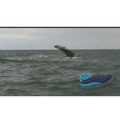 [Vídeo] Baleia faz ‘espetáculo’ para turistas em praia de Maragogi