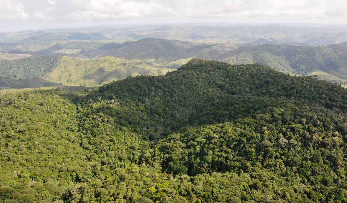 Alagoas registra queda de 68,4% no desmatamento em 2025, segundo MapBioma