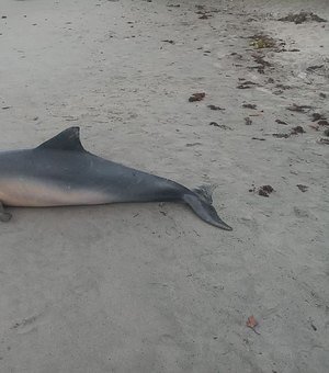 Instituto Biota confirma que golfinho morreu por asfixia