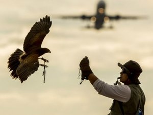 A arte milenar que ensina falcões a prevenir acidentes aéreos
