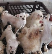 Câmara aprova aumento de pena para maus-tratos contra animais