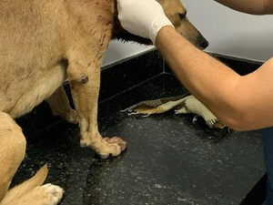 [Vídeo] Cachorro em situação de rua é esfaqueado no centro de Arapiraca e precisa de ajuda