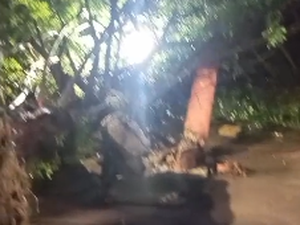 [Vídeo] Fortes chuvas provocam queda de árvore em praça no Centro de Arapiraca