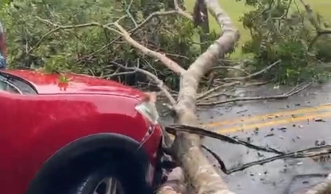 Árvore cai na AL 465 e atinge carro em Porto Calvo