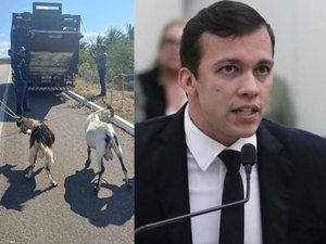 Após ofício do deputado Delegado Leonam, PRF intensifica recolhimento de animais soltos em rodovias do Sertão