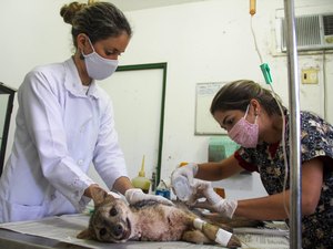 Mais de 400 animais silvestres são recuperados por mês em Alagoas, diz IMA