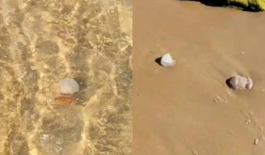 [Vídeo] Infestação de caravelas impressiona banhistas na Praia do Francês, em Marechal Deodoro