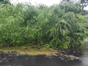 Após chuvas, árvore cai e interdita parte da Avenida Leste-Oeste