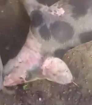 Morte de porcos intriga criadores no povoado Lagoa Comprida, em São Brás