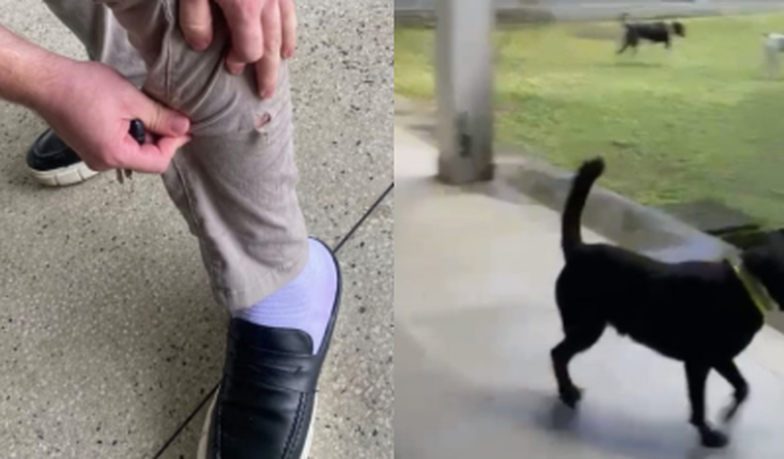 Faculdade de Direito da Ufal suspende aulas presenciais após ataques de cães