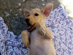 Cadela que teve mandíbula quebrada por chute precisa de doações