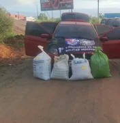 Dupla é presa transportando 35kg de maconha em São Miguel dos Campos