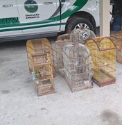PM resgata 40 aves silvestres durante operação ambiental no interior de Alagoas