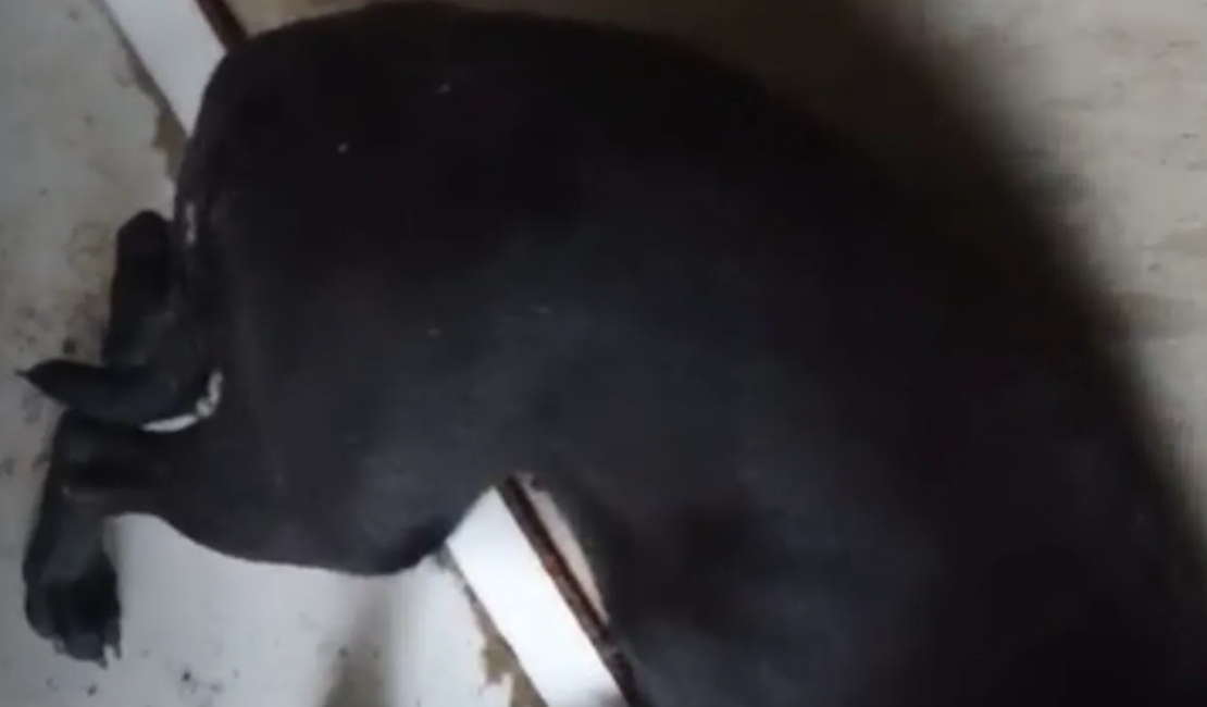 Polícia Civil investiga denúncia de estupro contra cadela no Pilar