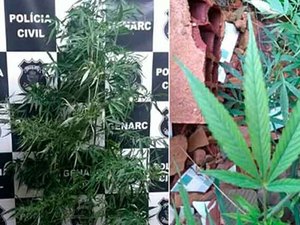 Polícia prende homem que ia fazer árvore de Natal em pés de maconha