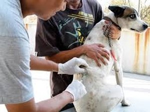 Campanha antirrábica será realizada neste sábado em Arapiraca