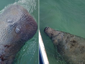 Crime ambiental: banhistas são flagrados tocando peixe-boi-marinho na praia da Pajuçara