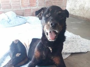 Cachorro resgatado após ser enterrado vivo precisa de doações