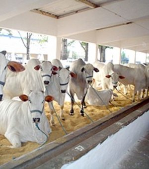 Expoagro promete aquecer mercado pecuarista de Alagoas