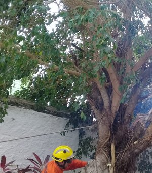 Bombeiros são acionados após tombamento de árvore em quintal de residência em Arapiraca