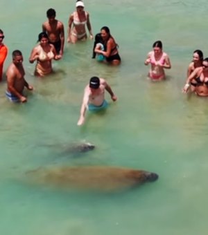 Crime ambiental: banhistas são flagrados cercando peixes-boi na praia de AL