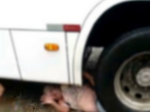 Mulher de 54 anos tem perna amputada após ser atropelada por ônibus 