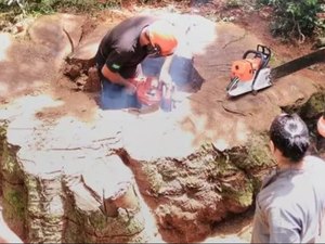 Árvore gigante de 535 anos é derrubada para virar cerca