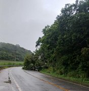 [Vídeo] Árvore desaba e prejudica tráfego de veículos na rodovia AL-105