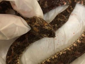 Adolescente é picada por cobra no Agreste de Pernambuco