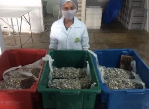 Fábrica lança texturas Massunim e Sururu em parceria com projeto social
