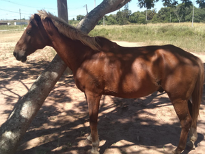 Populares cuidam de cavalo abandonado em terreno próximo de faculdade em Arapiraca